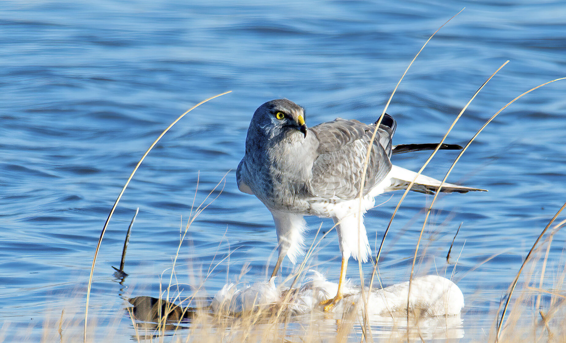 Male Northern Harrier 1_RGB.jpg